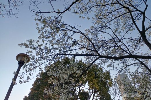 ceb3d76878f8fdaaea9586da0259ef72 522x348 - 【現場レポート】全4区画新築工事の進捗状況