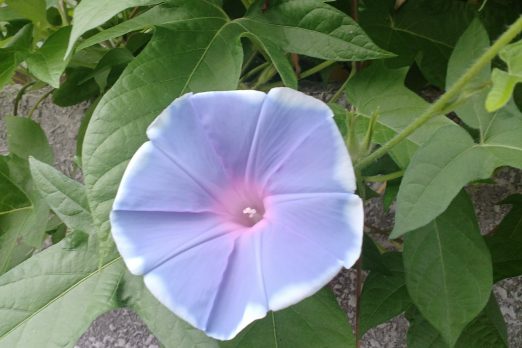 a5dfd6111361fdc807648091f13db5a0 522x348 - 【現場レポート】相模原市内分譲マンション一室リノベーション工事